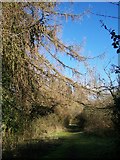 TQ6956 : Larch Tree on footpath by David Anstiss