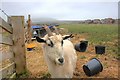 An Inquisitive Goat, Seaton Hall