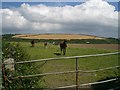 Field with Horses