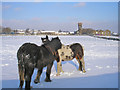 Ponies in the snow