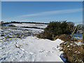 Gorse and snowdrift