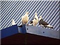 Feral pigeons, Salisbury District  Hospital