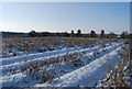 Soft fruit orchard in the snow, Speldhurst