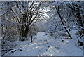 Footpath through a snowy Toll Wood