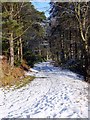 Carriageway track climbing through the woods to Addycombe