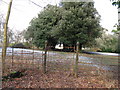 Gateway to Evergreen Oak arch