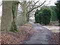 Oak lined footpath at bottom of square