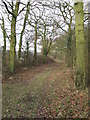 Tree Lined Path