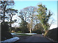 Mature trees, at the entrance to Farringdon House