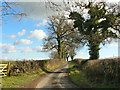 Twisted trees in the lane to Tre Dodridge