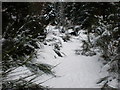 Overgrown Track to Jenkins Park near Tracks Meeting near Auchteraw