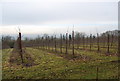 Orchards by the Greensand Way