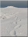 NT8515 : Windy Gyle summit by Callum Black