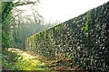 Old wall, Crawfordsburn Country Park