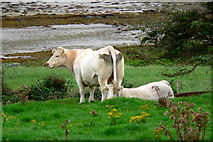 G6891 : White cows grazing on Loughros Peninsula by Joseph Mischyshyn