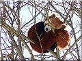 Snoozing Red Panda, Highland Wildlife Park