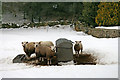 NY8531 : Sheep at Langdon Beck by Helen Wilkinson