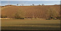 Fields near Great Finborough