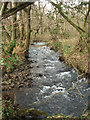 Nant Cwm-du passing through woodland (2)