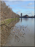 TQ2877 : River Thames at Grosvenor Bridge by Alan Murray-Rust