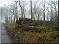 SD5154 : Log Pile by Michael Graham