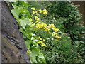 Oxford Ragwort - Senecio squalidus - growing on the City Wall