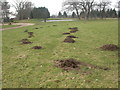 Woodland Burial Ground, molehills