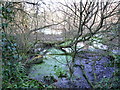 Pond located in the scrub land between the Uxbridge Road and the West Middlesex golf course