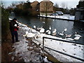 Feeding swans on the Grand Union Canal