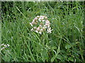TQ5401 : Bladder Campion - Silene vulgaris by Ian Cunliffe