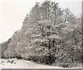 Snow in Flexford