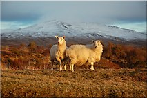 NR4269 : Sunset Sheep by Mary and Angus Hogg