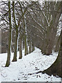 Trees in the snow