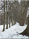 SK6139 : Trees in the snow by Alan Murray-Rust