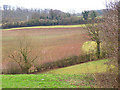 Footpath near Callow