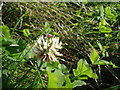 White Clover - Trifolium repens