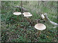 TQ5401 : Fungi on Lullington Heath by Ian Cunliffe
