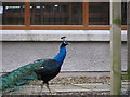 Strutting Peacock