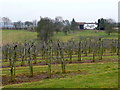 Orchards at Beavan