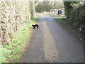 Black cat crossing my path in Canal Walk