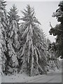 Snowy Spruce