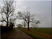 SK7869 : Trees on Skegby Road by Steve  Fareham