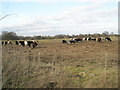 Cattle grazing opposite Wisley Parish Church