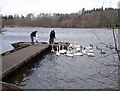 Feeding time at Bolam Lake