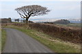 Lone tree by the road