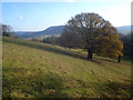 Sheep pasture west of Wigmore Hall