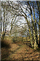 A woodland path by Whitmuirhill Loch