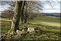 Farmland and trees on Selkirk Common