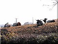 Longhorn cattle at Cil Common