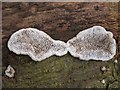 NS3878 : Common Mazegill fungus (Datronia mollis) by Lairich Rig